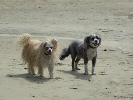 Ollie und Bo (Halbbruder chinesische Puderquasten mit Haube)