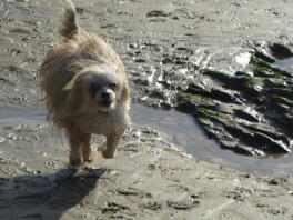 Ollie rennt am Strand