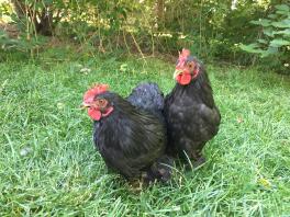 Bantam Black Cochins Hähnchen