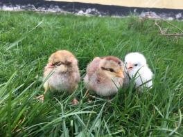 Legbar Henne, zum ersten Mal auf Gras.