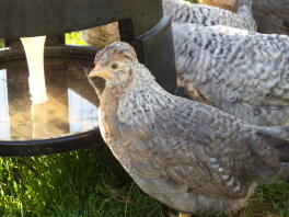 Creme Legbar Pullet