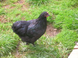 schwarzer Crod Langshan Bantam Pullet