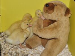 Diese Enten schlüpften zur gleichen Zeit, als Prinzessin Charlotte geboren wurde. Daher heißt eine der Enten Prinzessin Charlotte und der Drake-Prinz George