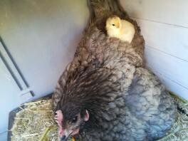 Ein braunes huhn mit einem kleinen gelben küken auf dem rücken in einem hühnerstall