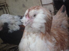 Faverolle Pullet