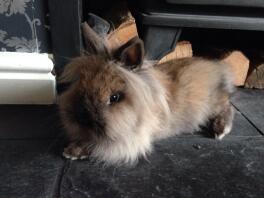 Schöne Sable Point Lionhead Doe