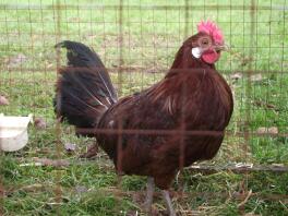 Red Penciled Friesian bei Chartley Chucks