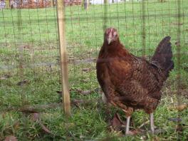 Rotstiftpullet bei Chartley-Spannfuttern