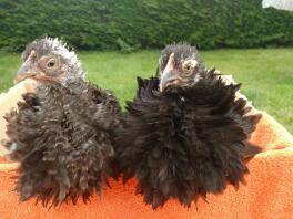 Die Frizzle Chicks