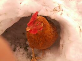 Das rote Huhn in einem Schneehügel
