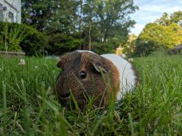 Sherlock spielt im Gras.
