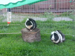 Malibu und Cola meine Meerschweinchen! :-)