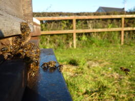 Versammlung vor dem Bienenstock