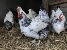 Hybrid Pullet