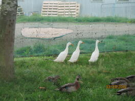 Viele enten, darunter drei indische laufenten in einem garten hinter netzen