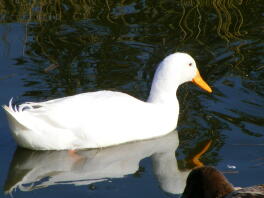 Indischer Läufer Drake