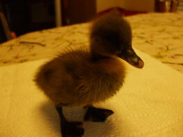 Zwei Wochen alte Baby Blue Runner Duck