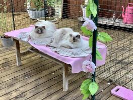 Zwei katzen sitzen in einem auslauf für katzen mit rosa dekoration