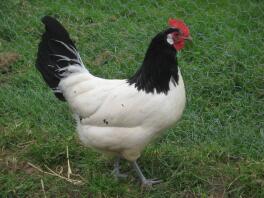 Lakenvelder Hen