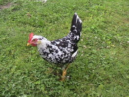 17 Wochen altes Exchequer Leghorn Pullet