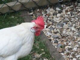 White Leghorn Female von Harry