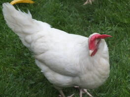 White Leghorn Female von Harry