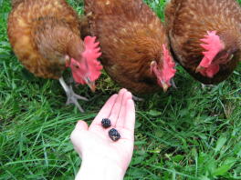 3 hühner beäugen die brombeeren in der hand