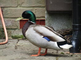 die männliche Stockente