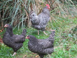 Trio von Cuckoo Marrans