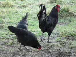 schwarze Sumpfgänseblümchen