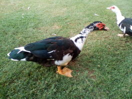 Männliche Muscovy Ente