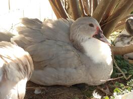 Moshi der Lavendel Ripple Muscovy