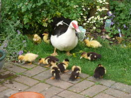 Muscovy Henne mit Entenküken