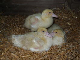 Meine 3 Muscovy-Babys im Alter von 6 Wochen - bezaubernd, nicht wahr?