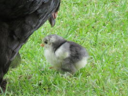 Huhn und küken