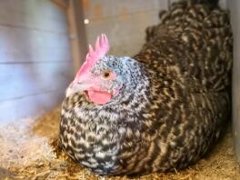 Ein schwarz-weißes huhn, das in einem hühnerstall hockt