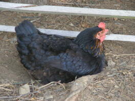 Ein schwarz-braunes huhn, das ein staubbad in der sonne nimmt