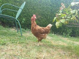 Ein ehemaliges batteriehuhn, das zum ersten mal unseren garten erkundet.