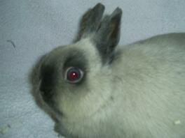 Mein neues Baby