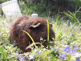 Meerschweinchen im auslauf