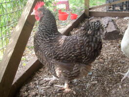 Huhn im auslauf schaut nach draußen