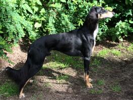 Saluki wartet auf Postboten