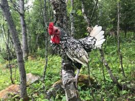 Ein kleines schwarz-weißes huhn stand auf einem ast im wald