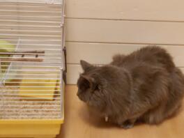 Eine katze starrt auf einen hamsterkäfig