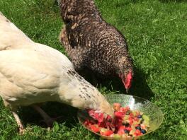 Obstsalat genießen