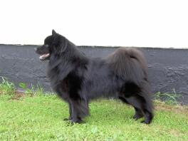 Schwedischer lapphund