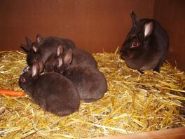 Schwarze kaninchen im stall