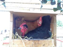 Unser nackter Hals Pecky treibt es mit unserer hybriden Frau Bok Bok, Platz zu schaffen