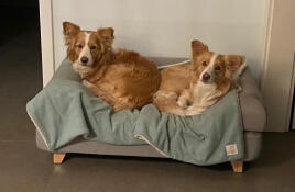 Wir haben jede ein phantastisches Omlet-Sofa, teilen uns aber auch gerne mal eines. Lima & Peaches
