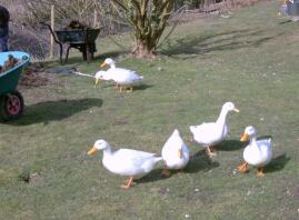 6 enten im garten